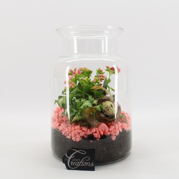 Arrangement Terrarium