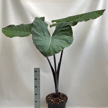 Xanthosoma violaceum