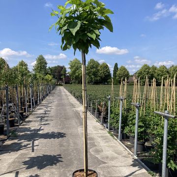 Catalpa bignonioides 'Nana'