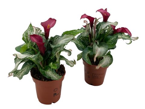 Zantedeschia 'Frozen Queen'