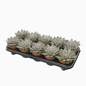 Echeveria 'Mensa'