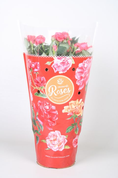 Роза FAVOURITE ROSES PINK