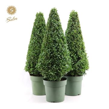 Buxus sempervirens