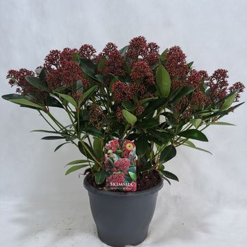 Skimmia japonica 'Rubella'