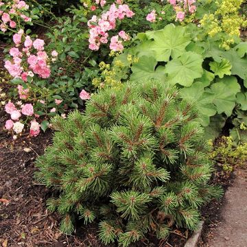 Pinus mugo 'Benjamin'