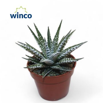 Haworthia fasciata 'Alba'