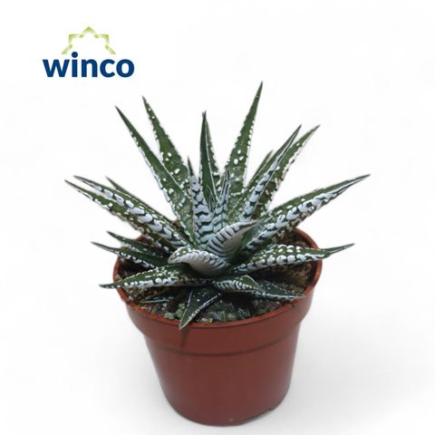 Haworthia fasciata 'Alba'