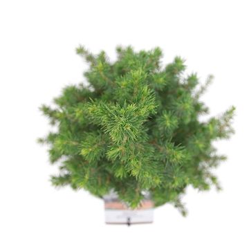 Picea glauca PERFECTA