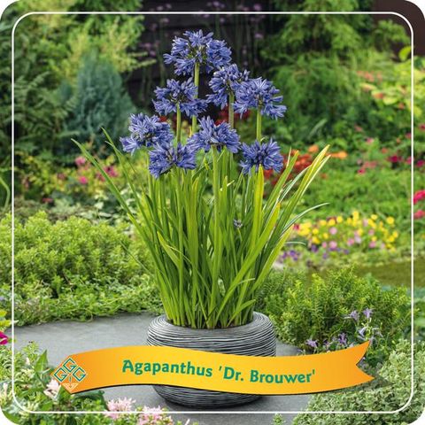 Agapanthus 'Dr. Brouwer'