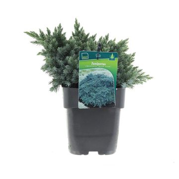 Juniperus squamata 'Blue Star'