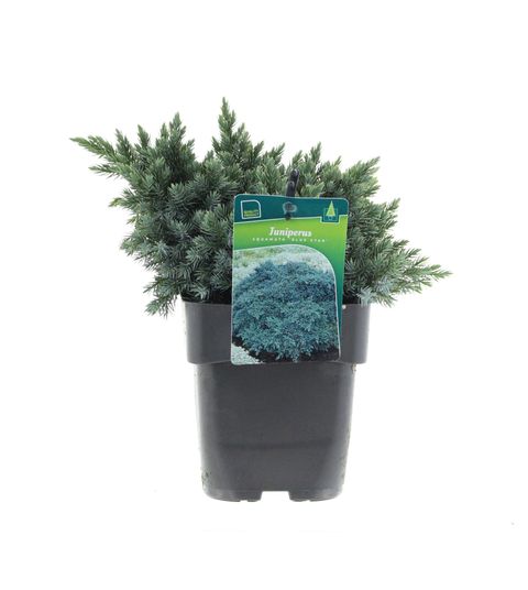 Juniperus squamata 'Blue Star'