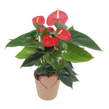 Anthurium MIX