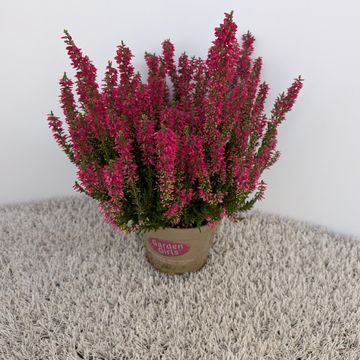 Calluna vulgaris GARDEN GIRLS MILVA