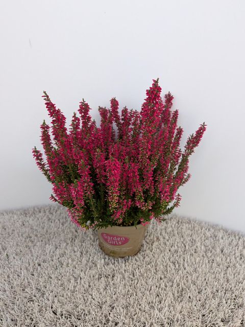 Calluna vulgaris GARDEN GIRLS MILVA