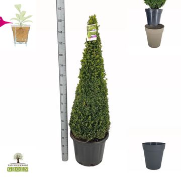 Buxus sempervirens