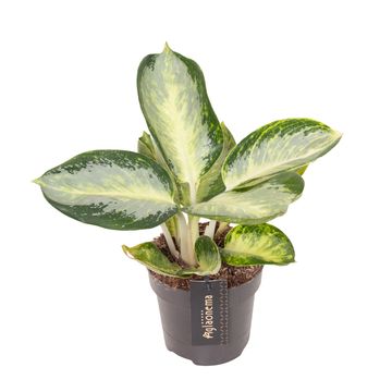 Aglaonema 'Turtle Green'