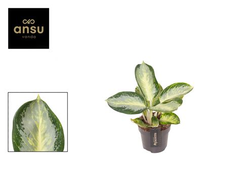 Aglaonema 'Turtle Green'