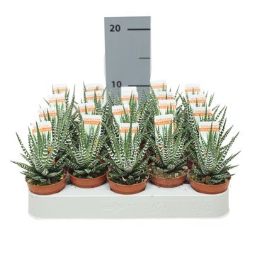 Haworthia fasciata 'Big Band'