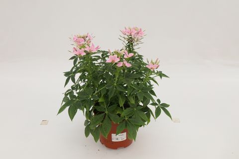 Cleome