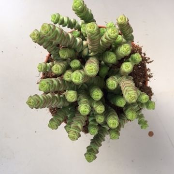 Crassula 'Hottentot'