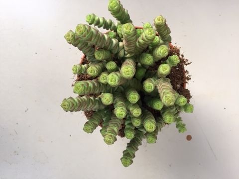 Crassula 'Hottentot'