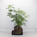 Schefflera arboricola