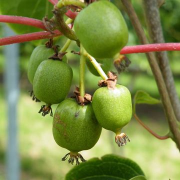 Actinidia arguta 'Женева'