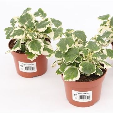 Plectranthus coleoides