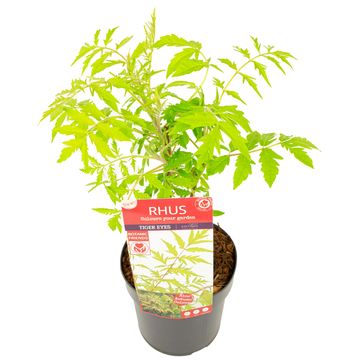 Rhus typhina TIGER EYES