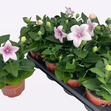 Platycodon grandiflorus POP STAR ROSE
