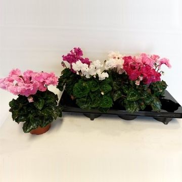 Cyclamen persicum SUPER SERIE MERENGUE MIX