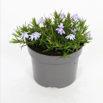 Phlox 'Atropurpurea'