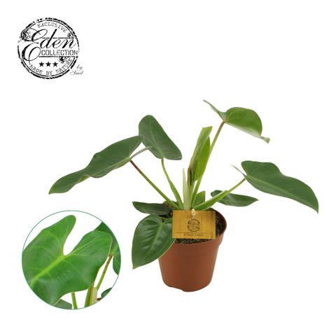 Philodendron corcovadense