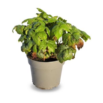 Geranium nodosum