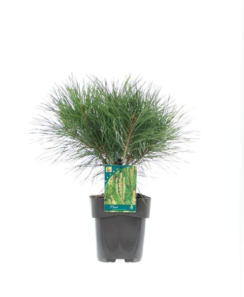 Pinus densiflora 'Алиса Веркаде'