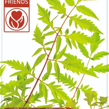 Rhus typhina TIGER EYES