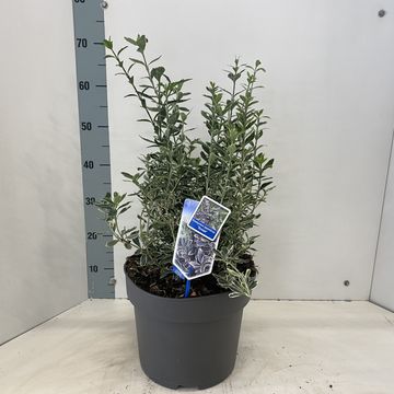 Euonymus japonicus 'Susan'