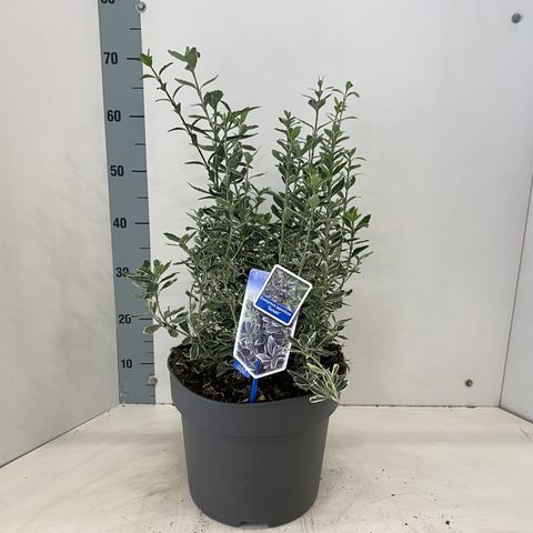 Euonymus japonicus 'Susan'