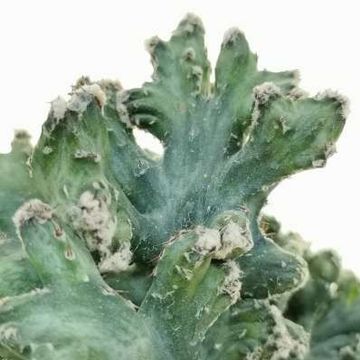 Monvillea spegazzinii cristata