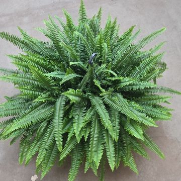 Nephrolepis exaltata 'Green Lady'