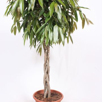 Ficus binnendijkii 'Amstel King'