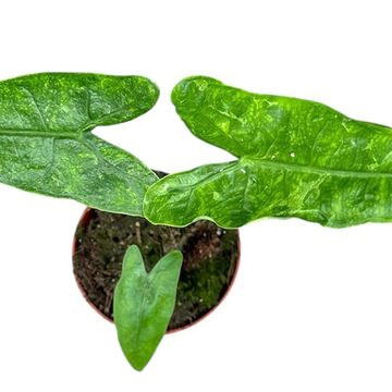 Alocasia zebrina 'Reticulata'