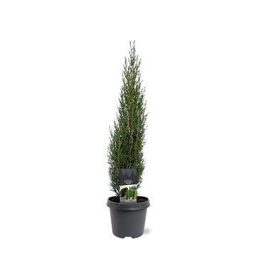 Cupressus sempervirens 'Totem'