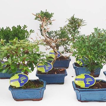 Bonsai MIX