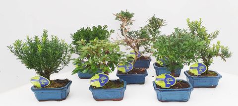 Bonsai MIX