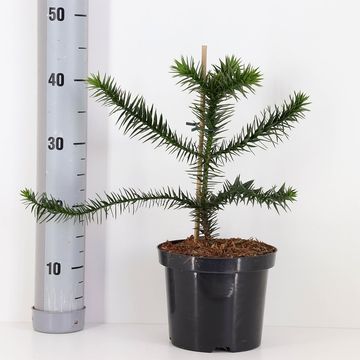 Araucaria araucana