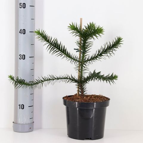 Araucaria araucana — Plant Wholesale FlorAccess