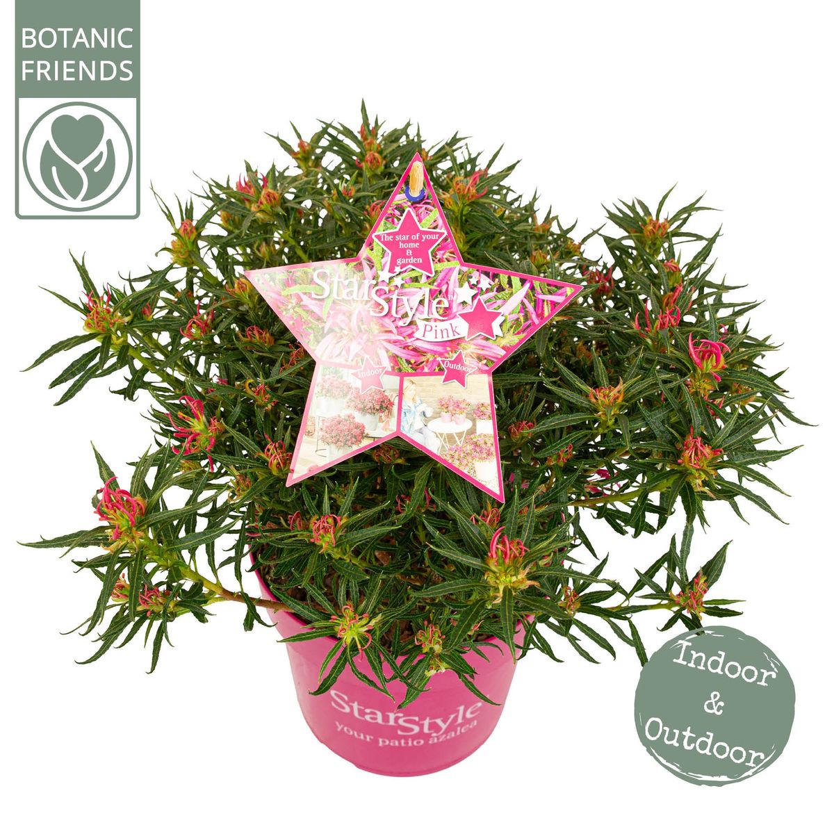 taxus baccata 200 cm kaufen Taxus baccata