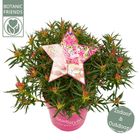 Rhododendron STARSTYLE PINK (AJ)