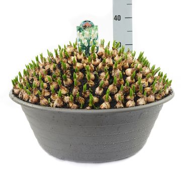 Muscari armeniacum 'Siberian Tiger'